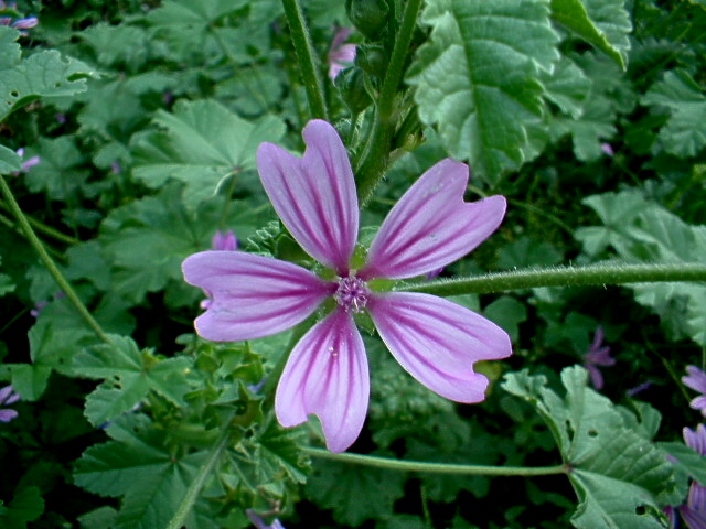 Silene gallica / Silene gallica